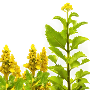 Mustard Farm Png Qge72 PNG image