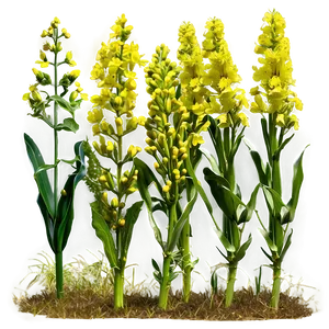 Mustard Field PNG 17 PNG