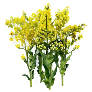 Mustard Field Png Nwp86 PNG image