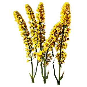 Mustard Field PNG Sbf PNG