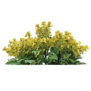 Mustard Field Png Xes77 PNG image