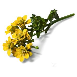 Mustard Flower PNG 05242024 PNG
