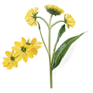 Mustard Flower Png 05242024 PNG image