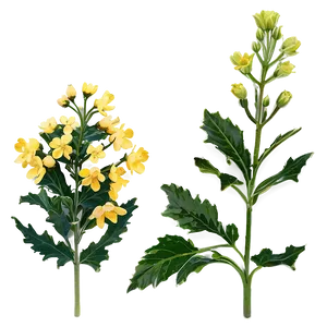 Mustard Flower PNG Gbs