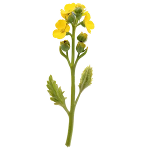 Mustard Flower PNG Hqy42 PNG
