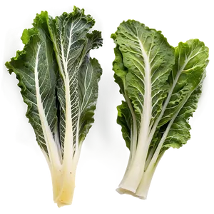 Mustard Greens PNG 05242024