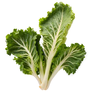 Mustard Greens PNG 05242024 PNG