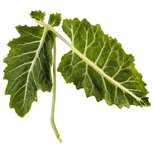 Mustard Leaves PNG 91 PNG