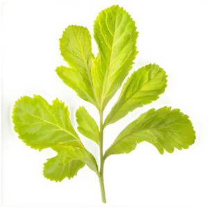 Mustard Leaves PNG Ffh55