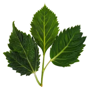 Mustard Leaves Png Vxy PNG image