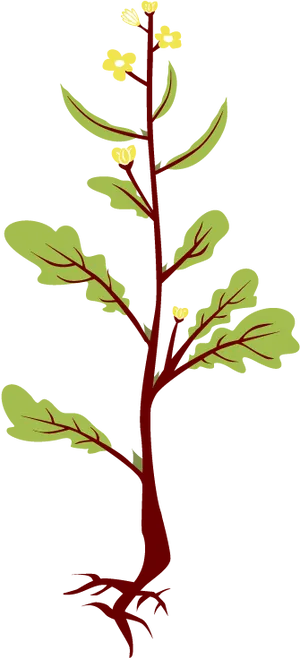 Mustard Plant Illustration.png