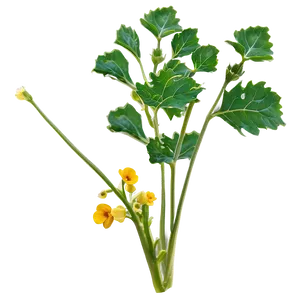 Mustard Plant PNG 60 PNG