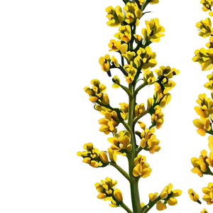 Mustard Plant Png Mth45 PNG image