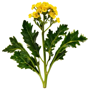 Mustard Plant PNG Nna PNG