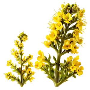 Mustard Plant PNG Wtx11