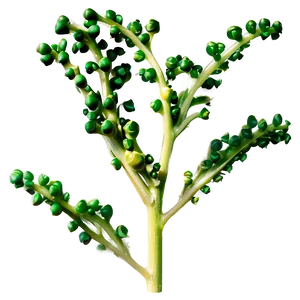 Mustard Seed Branch PNG 96 PNG