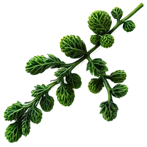 Mustard Seed Branch PNG Dve11 PNG