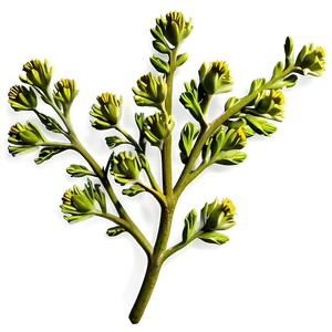 Mustard Seed Branch PNG Jqs