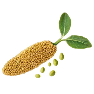 Mustard Seed Drawing Png 85 PNG image