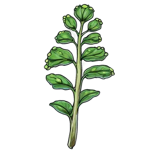 Mustard Seed Drawing PNG Yvo