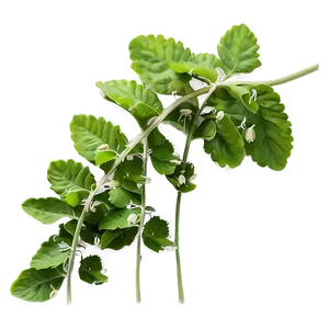 Mustard Seed Field PNG Sqp PNG