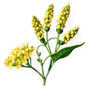 Mustard Seed Flower PNG 24 PNG