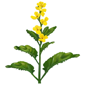 Mustard Seed Flower PNG Khh92 PNG