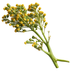 Mustard Seed Packet PNG Ltd PNG
