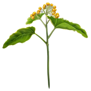 Mustard Seed Plant PNG 05242024 PNG