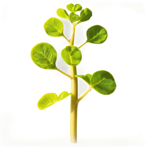 Mustard Seed Plant PNG 50 PNG