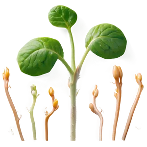 Mustard Seed Sprout PNG 05242024 PNG