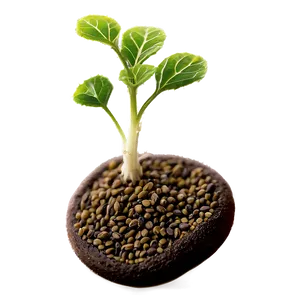 Mustard Seed Sprout Png 05242024 PNG image