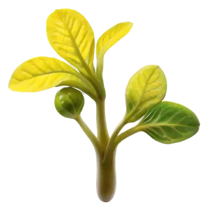 Mustard Seed Sprout Png Ket PNG image