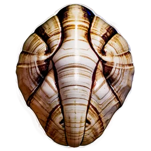 Mysterious Ancient Shell Png 05212024 PNG image