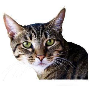 Mysterious Cat Meme PNG 56 PNG