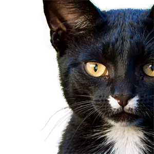 Mysterious Cat Meme PNG Wol PNG