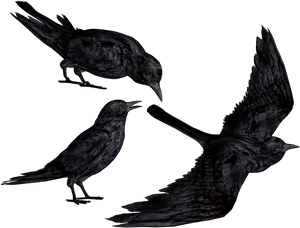 Mysterious_ Crows_in_ Darkness PNG image