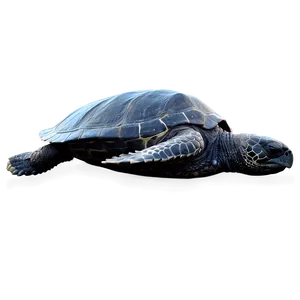 Mysterious Leatherback Turtle PNG 06292024