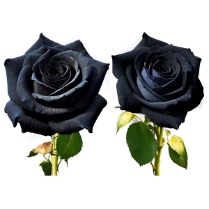 Mystic Black Roses PNG 67 PNG