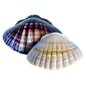 Mystic Seashells PNG 19 PNG
