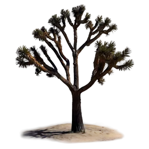 Mystical Joshua Tree At Night PNG Leu