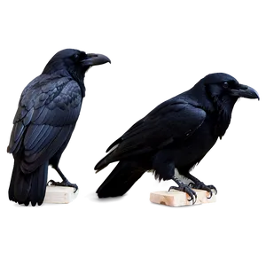 Mystical Raven Png 05062024 PNG image