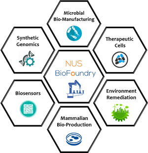 N U S_ Bio Foundry_ Research_ Areas PNG image