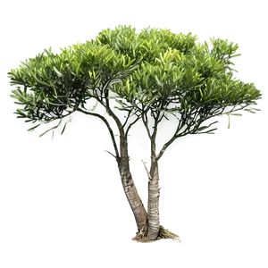 Native Bush PNG 05252024