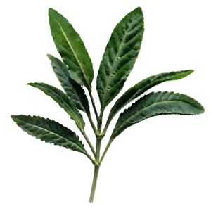 Native Herb PNG 06272024 PNG