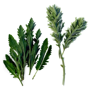 Native Herb PNG Muv24 PNG