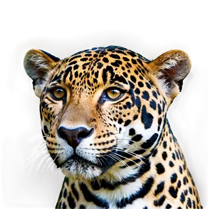 Native Jaguar PNG 12