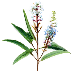 Native Plant PNG 37
