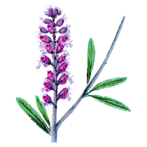 Native Plant Png Ael PNG image