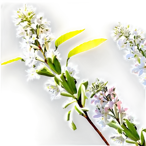 Native Shrub PNG 05252024 PNG